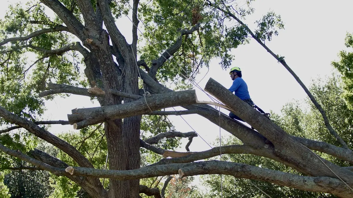 Professional Crown Thinning performed by certified arborists in Woodville