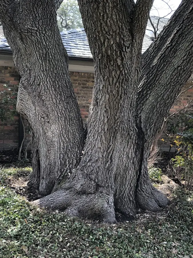 Mature heritage tree close to a Woodville property cared for by certified arborists